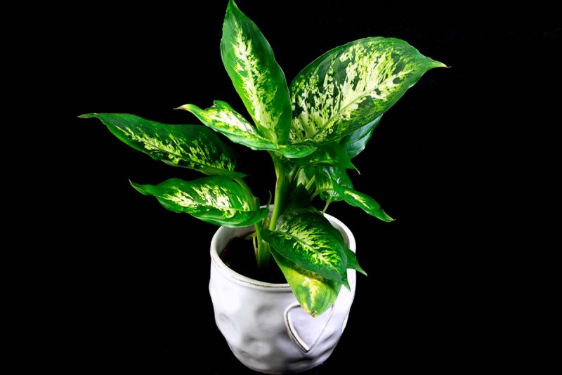 Диффенбахия Баузе (Dieffenbachia bausei)