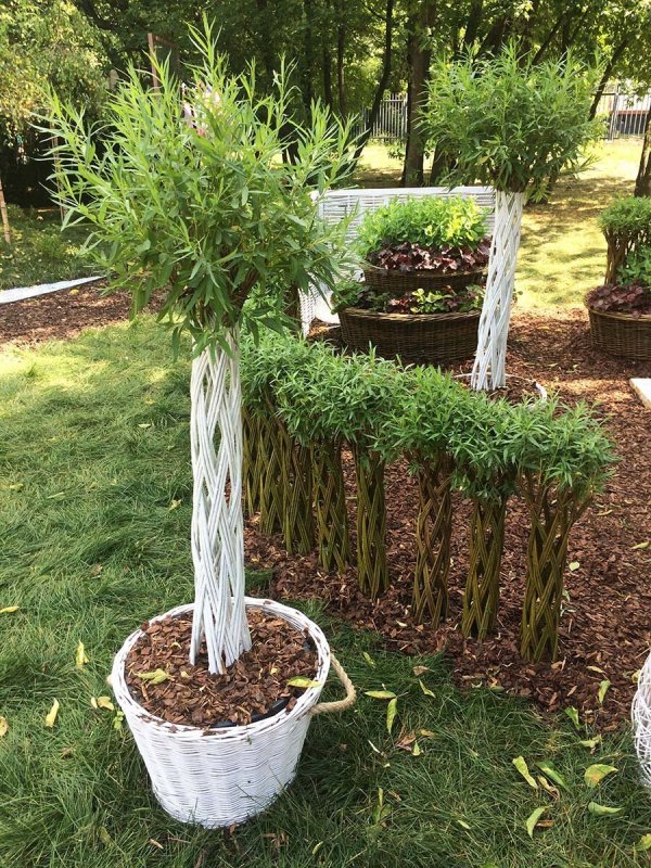 Phoenix reclinata русское название