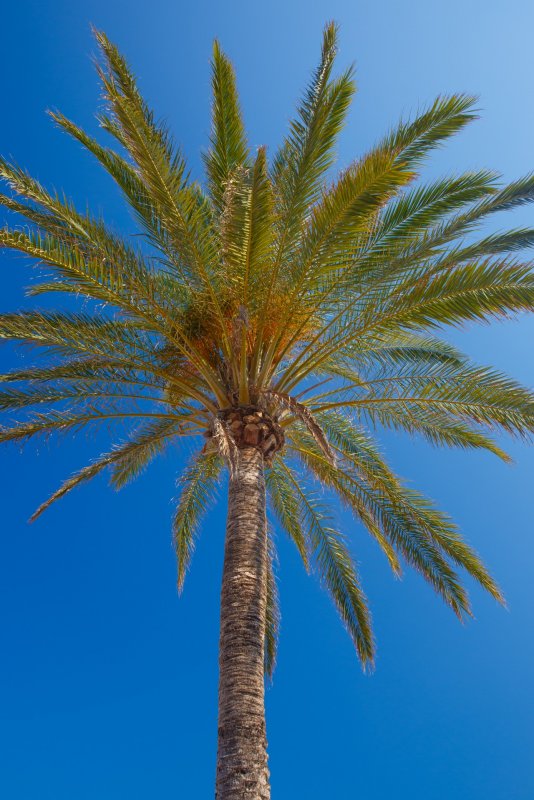 Butia odorata