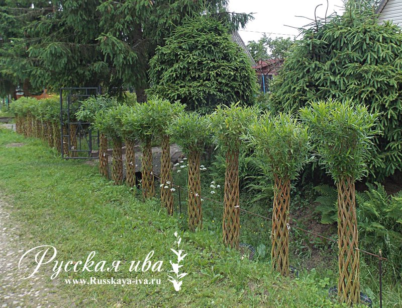 Ива плетеная датские корни (Salix viminalis)