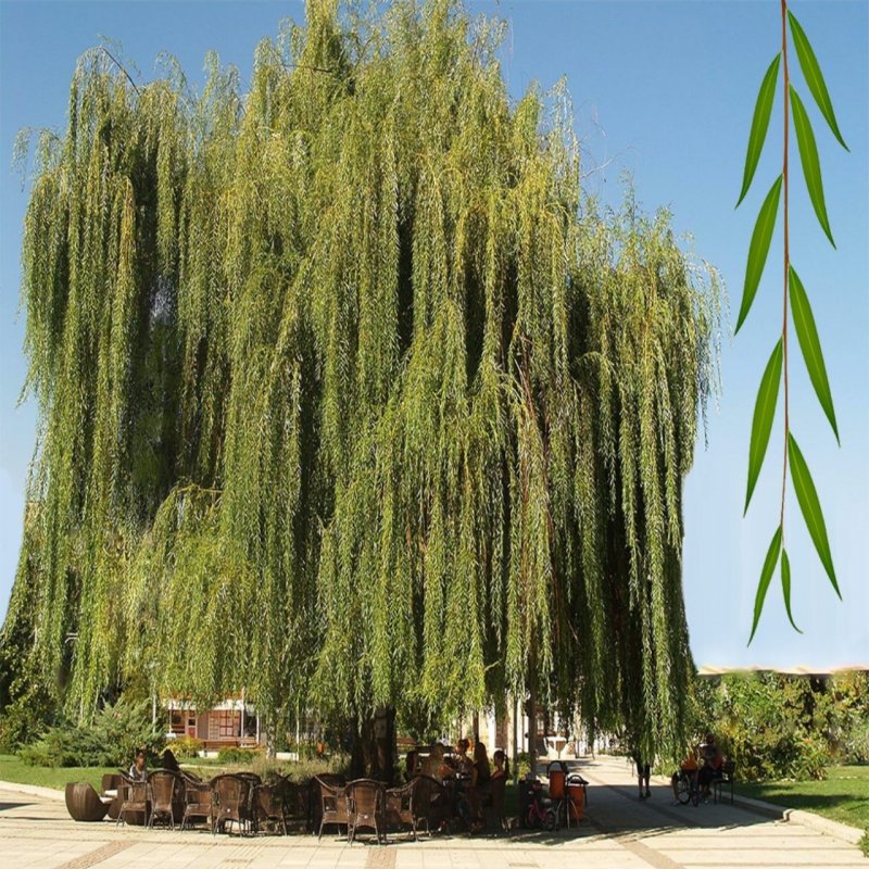 Финиковая Пальма фон