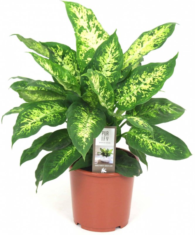 Диффенбахия компакта Dieffenbachia compacta