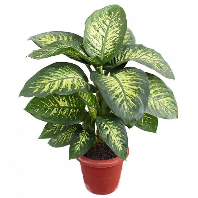 Диффенбахия Баузе (Dieffenbachia bausei)