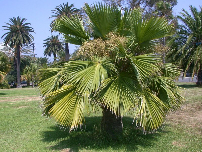 Сенегальская финиковая Пальма Phoenix reclinata