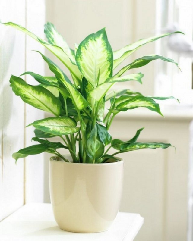 Диффенбахия Камилла (Dieffenbachia Camilla)