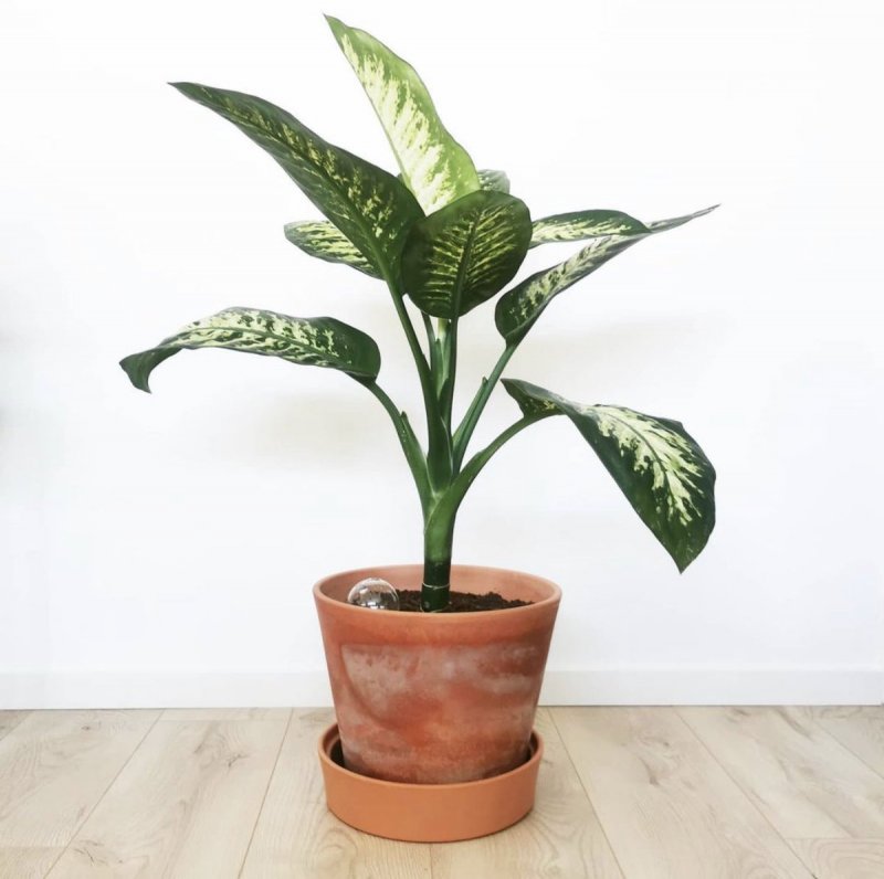 Диффенбахия Баузе (Dieffenbachia bausei)