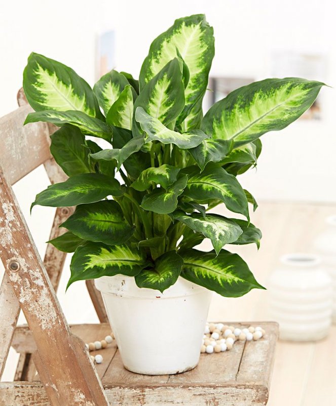 Диффенбахия Dieffenbachia Камилла