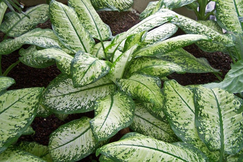 Диффенбахия Баузе (Dieffenbachia bausei)