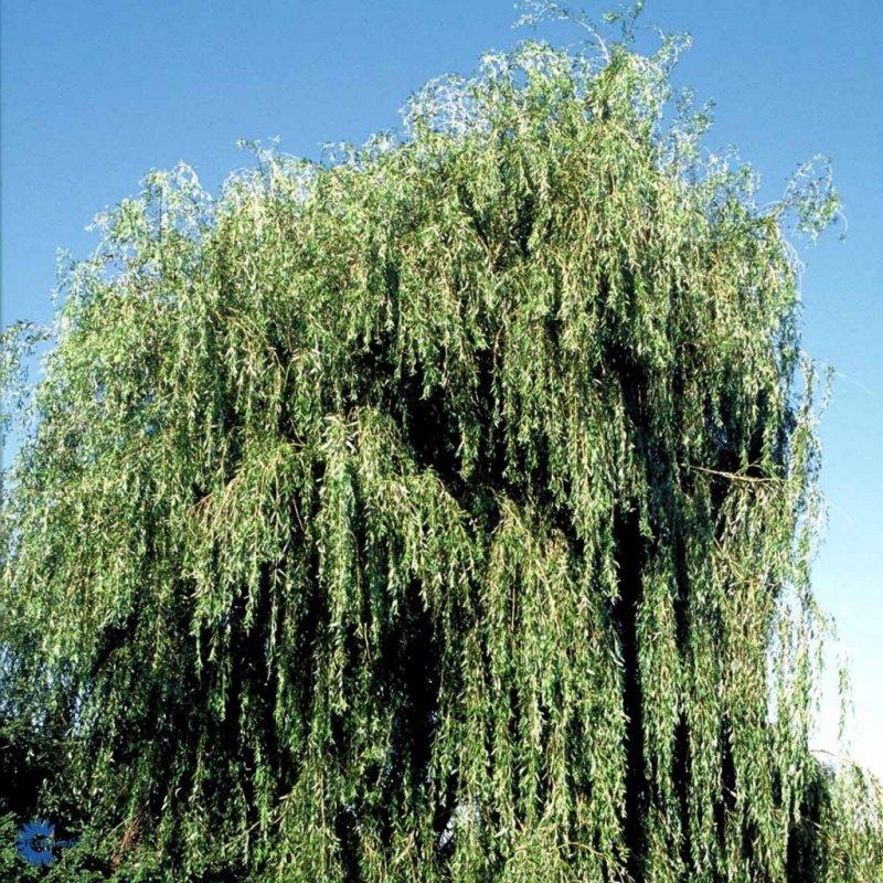 Фикусы, панданусы, бамбуки, казуарины