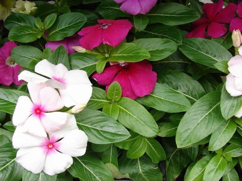 Катарантус roseus