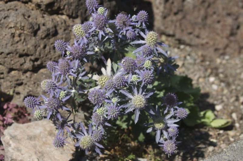Синеголовник плосколистный Eryngium Planum