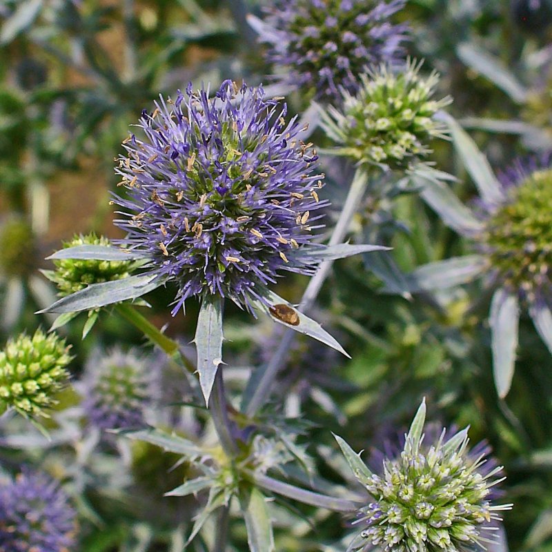 Синеголовник плосколистный Eryngium Planum