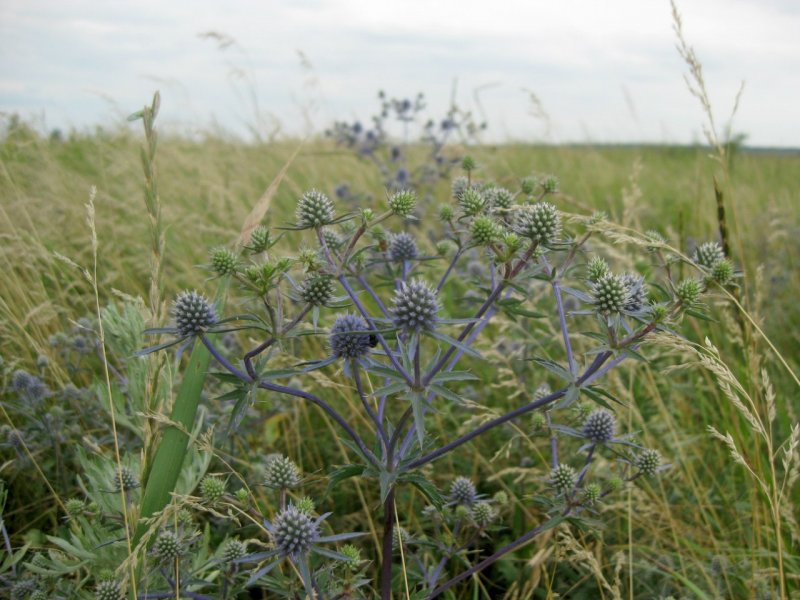 Eryngium Planum