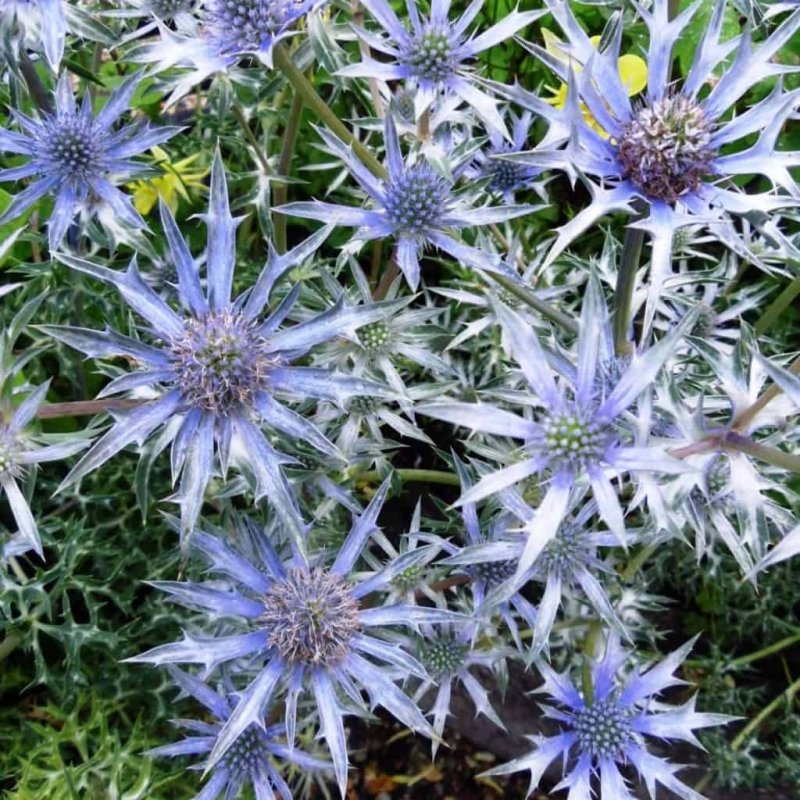 Eryngium Planum kleubeha