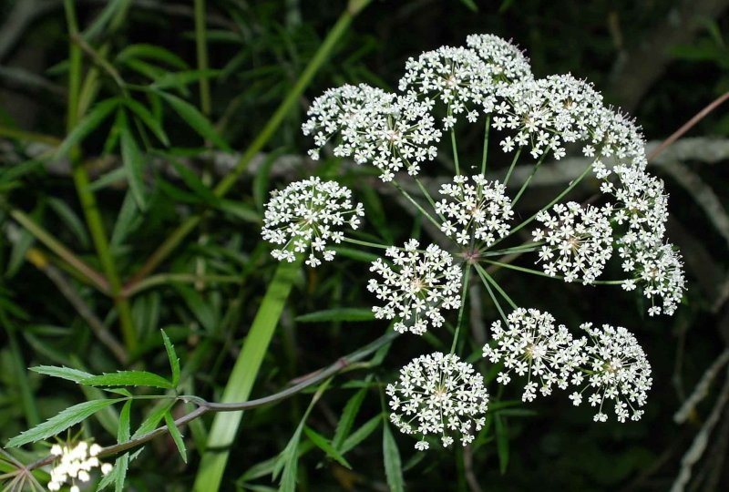 Cicuta virosa Плантариум