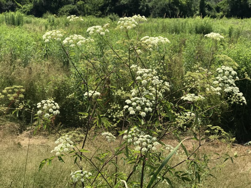 Водно-болотный вёх ядовитый (Cicuta virosa)