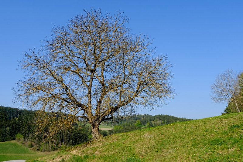Шпонированные панели Wallhof Wood "тик"