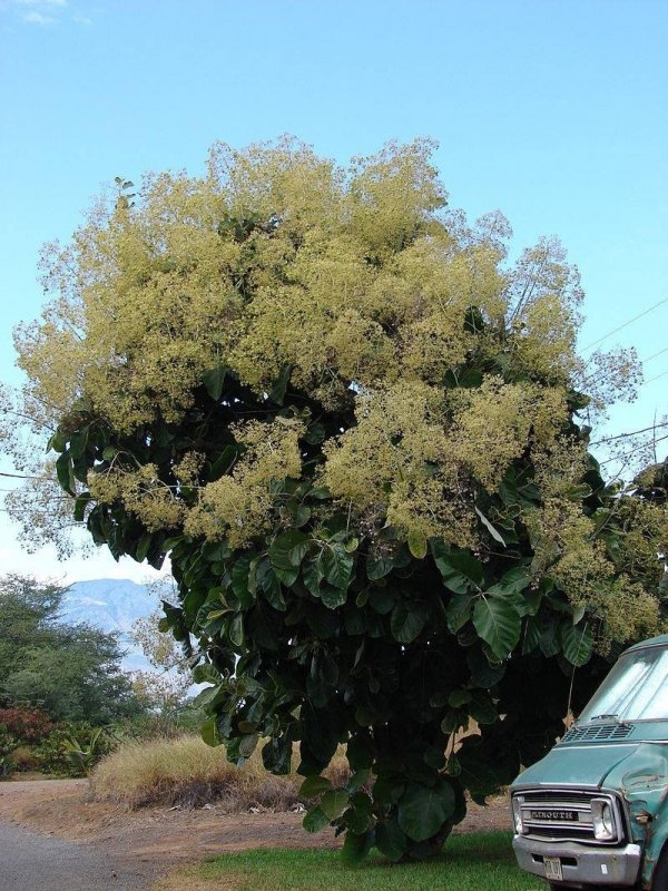 Tectona Grandis