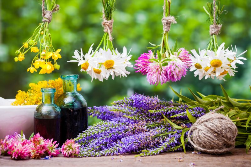 Шалфей лекарственный (Salvia officinalis)
