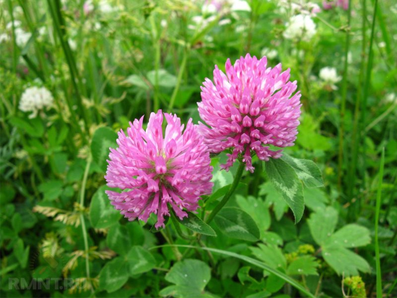 Шалфей лекарственный (Salvia officinalis)