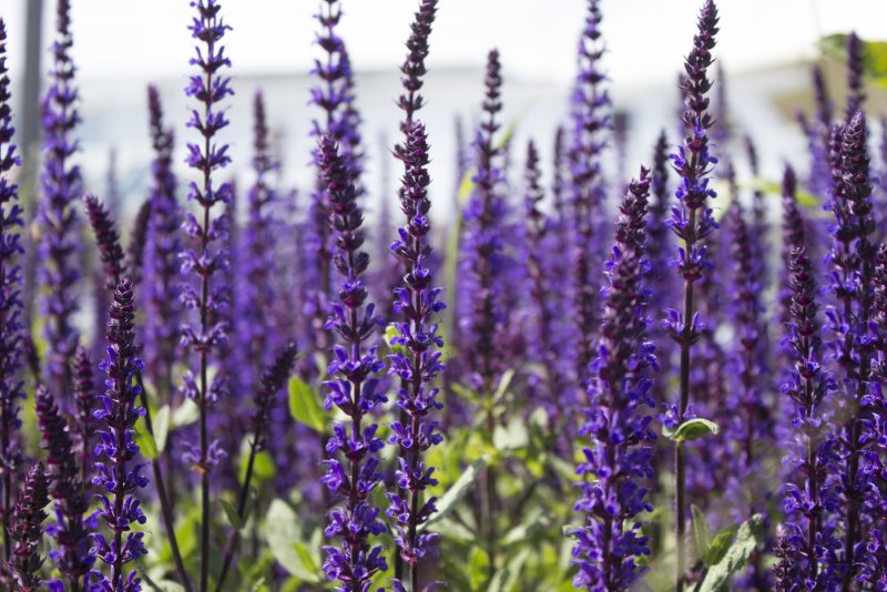 Буквица Бетоника Betonica officinalis