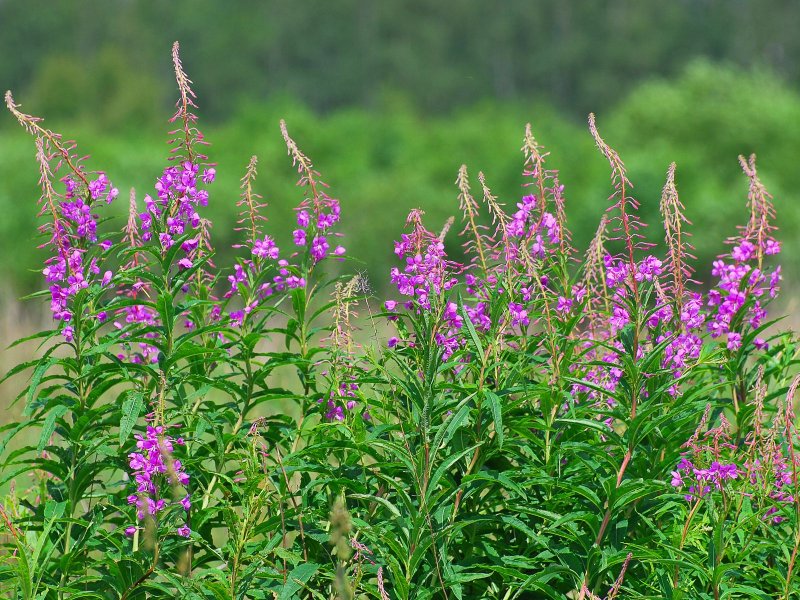 Шалфей лекарственный (Salvia)
