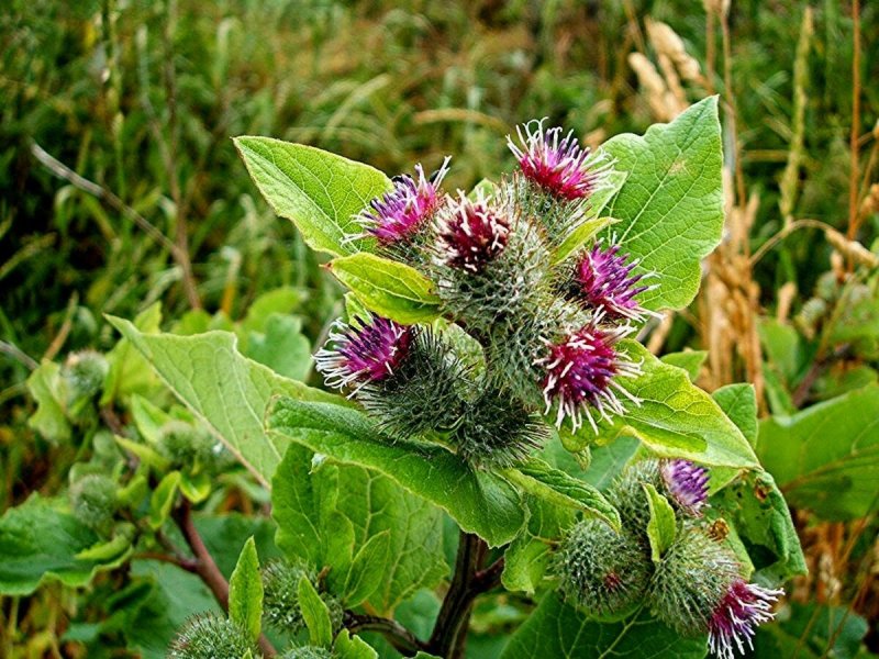 Репейник (Burdock)