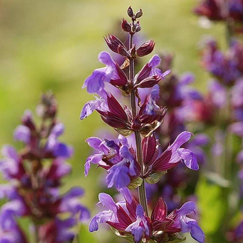 Шалфей мускатный (Salvia sclarea)