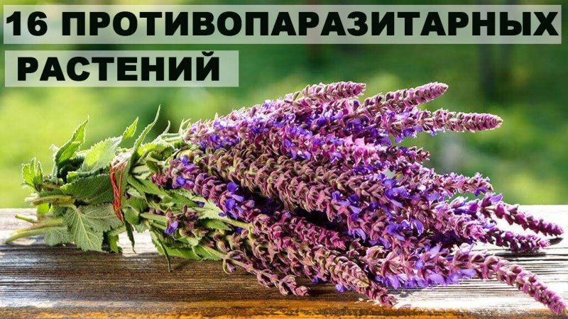 Зверобой продырявленный (Hypericum perforatum)