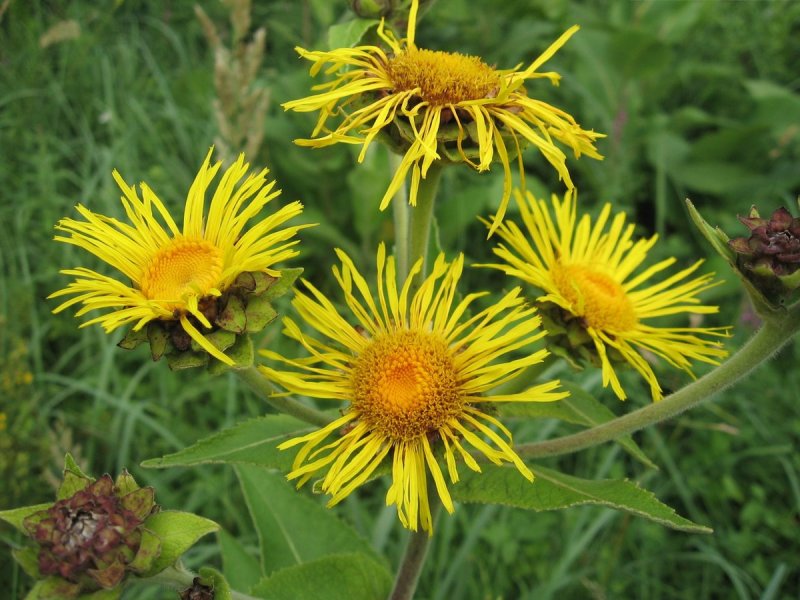 Трава крапивы двудомной – herba Urtica