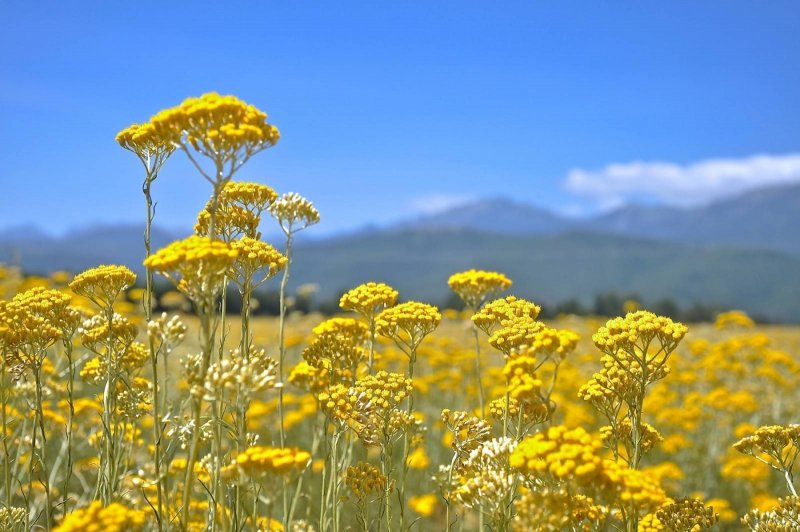 Helichrysum arenarium – бессмертник песчаный
