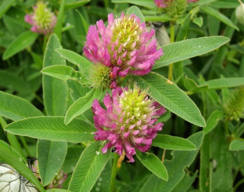 Кровохлебка лекарственная (Sanguisorba officinalis)
