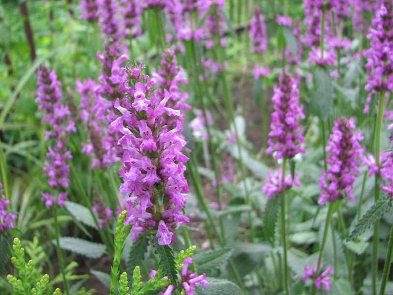 Вербена лекарственная (Verbena officinalis)