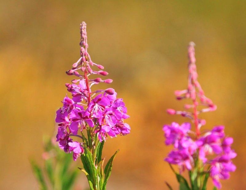 Мелисса лекарственная (Melissa officinalis)