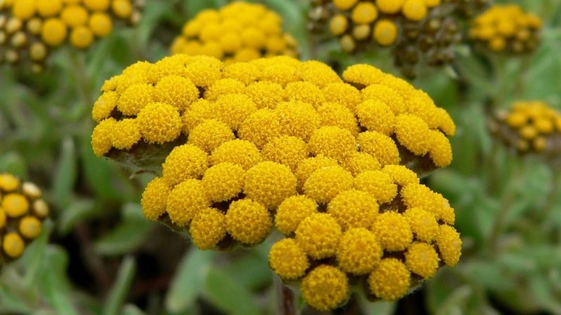 Клевер Луговой Trifolium praténse