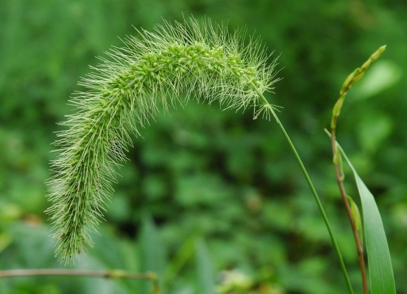 Щетинник зелёный (Setaria viridis)