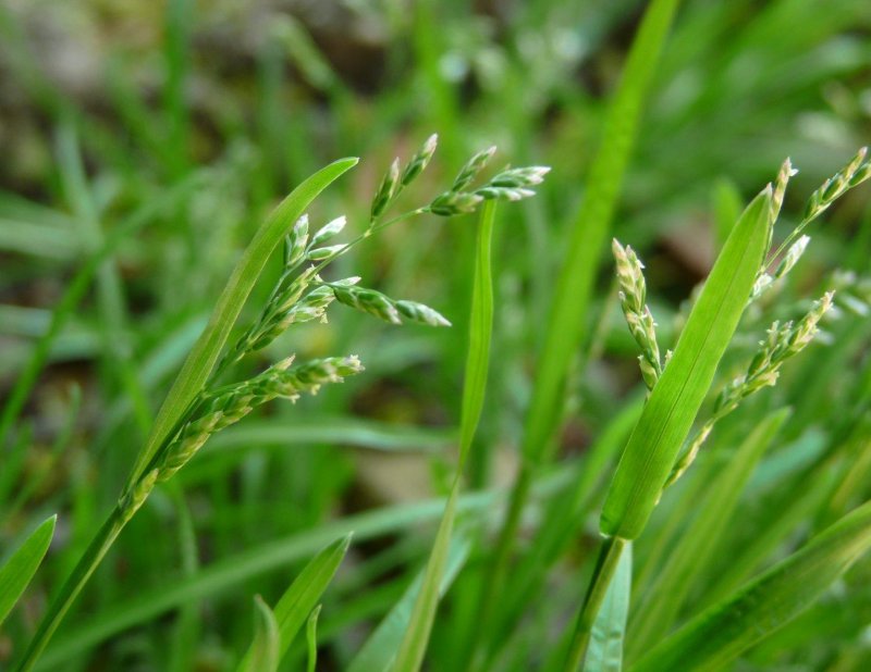Пырей ползучий (Elytrigia repens)