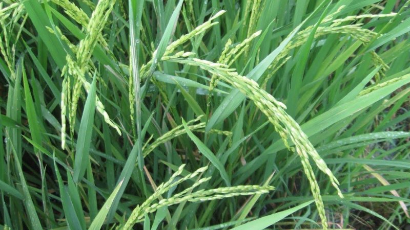 Пырей ползучий (Elytrigia repens)