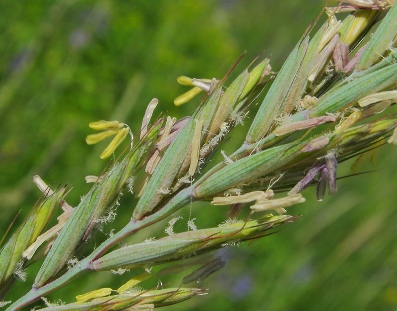 Пырей ползучий – Elytrigia repens (l.) Nevski.