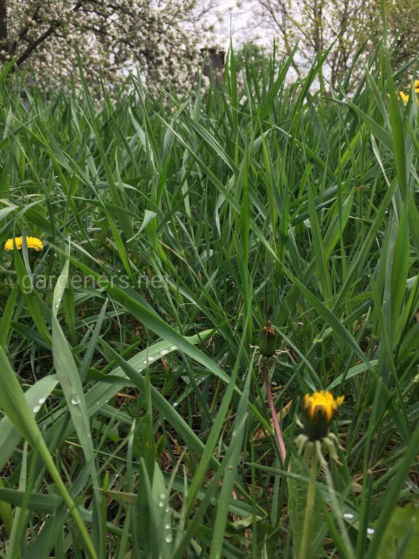 Carex elongata