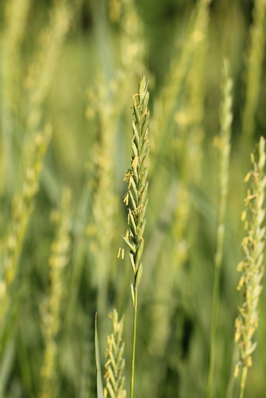 Пырей ползучий (Elytrigia repens)