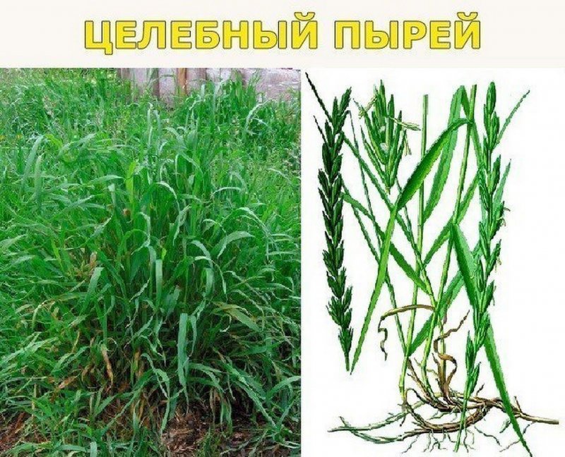 Пырей Свинорой