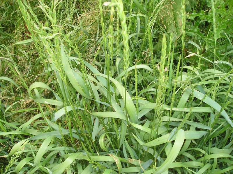 Пырей ползучий Agropyron repens