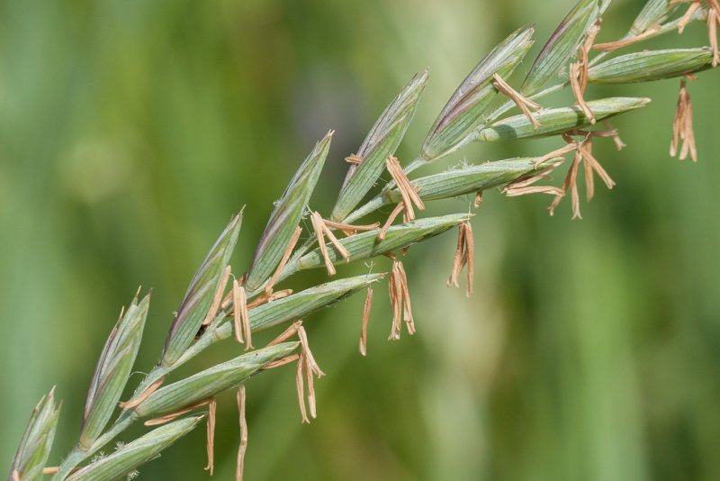 Пырей ползучий – Elytrigia repens (l.) Nevski.