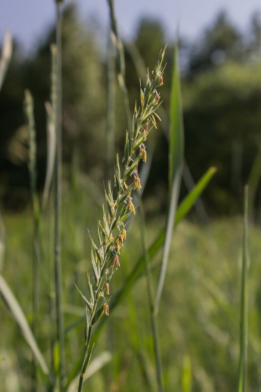 Пырей ползучий Agropyron repens