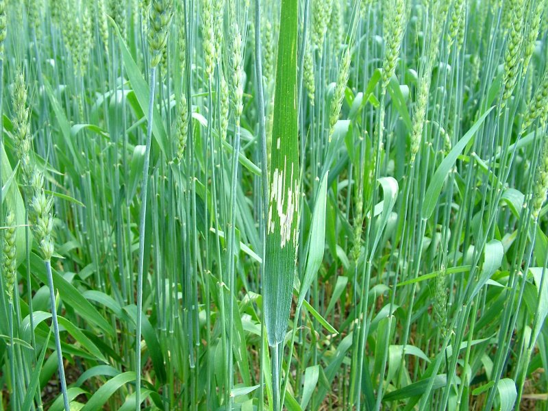 Пырей плевеловидный - Elytrigia lolioides (Kar. Et Kir.) Nevski (2)
