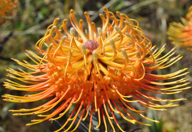 Leucospermum Red