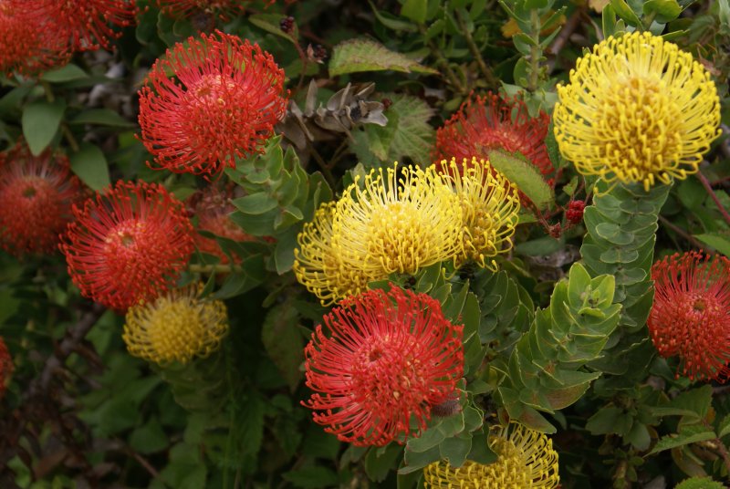 Леукоспермум Катерина (Leucospermum catherinae)