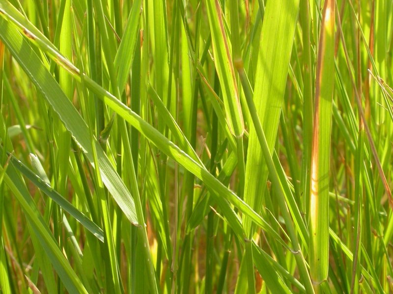 Agropyron repens