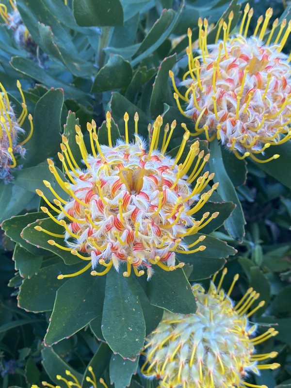 Леукоспермум Катерина (Leucospermum catherinae)